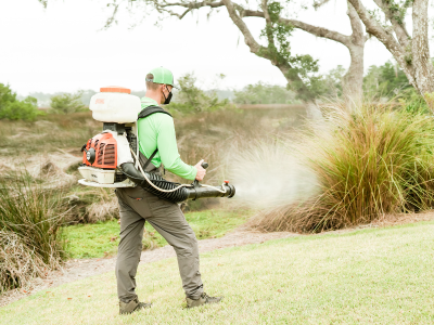 Saint Simon's Backyard