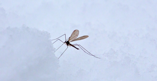 Mosquito sitting in the snow