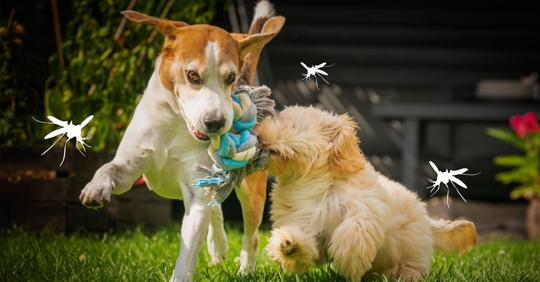 Two Dogs Playing TugofWar in Garden