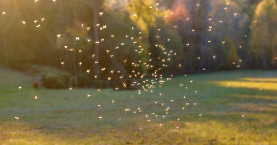 Insect swarm flying in sunset light