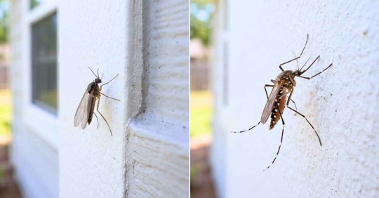side by side close up photo of a gnat and mosquito