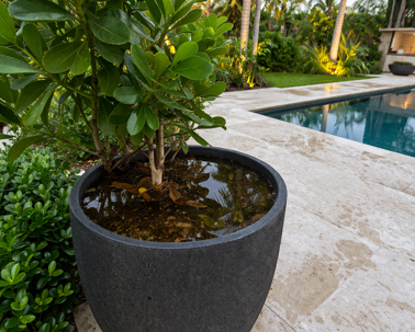 Plant container filled with water