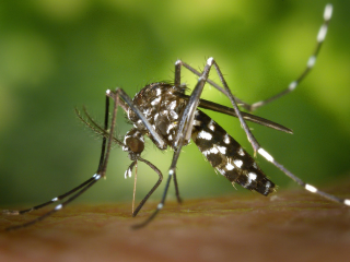 The mosquito likely ruining your barbecues (Asian Tiger Mosquito, Aedes albopictus))