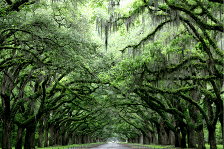 Savannah live oaks