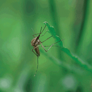 Mosquito resting on leaf
