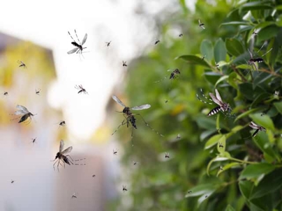 Mosquitoes by shrub