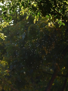 Why Mosquitoes Are So Bad in Charleston Right Now | Torpedo Mosquito