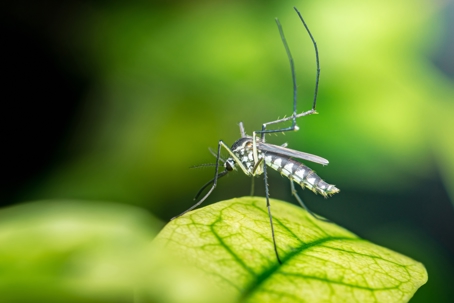 Asian tiger mosquito with black and white markings on a green leaf