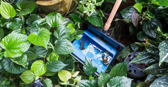 Dust bin with stagnant water