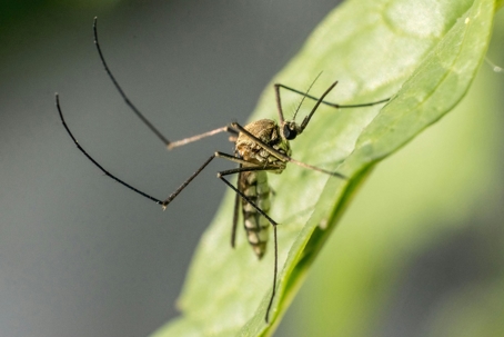 Mosquito resting on leaf