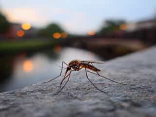Mosquito resting