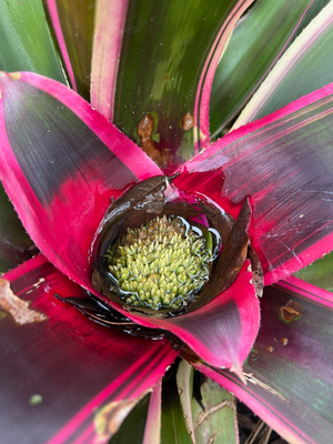 Water filled bromeliad mosquito breeding spot