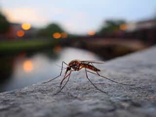 Mosquito resting